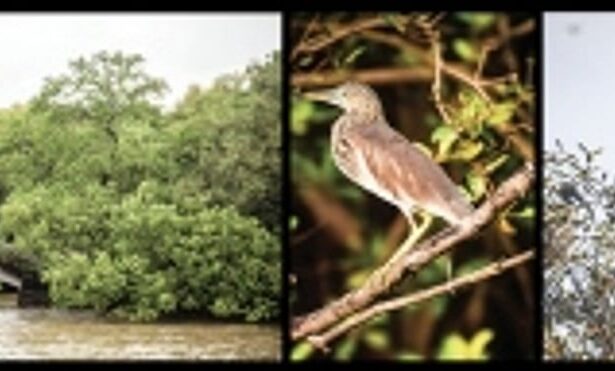 Mangroves - A unique world of flora and fauna