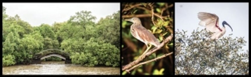 Mangroves - A unique world of flora and fauna