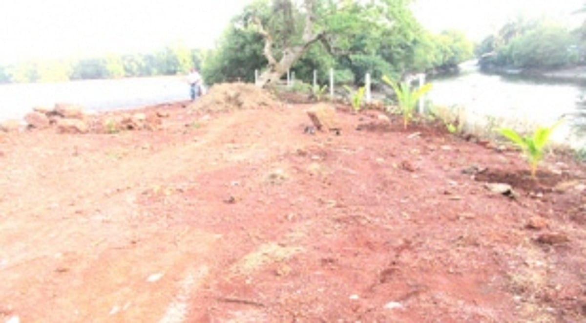 Mangroves buried for building ‘floating jetty’