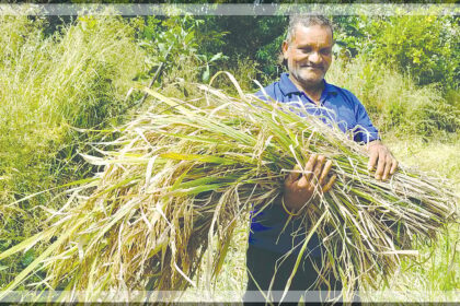 Manohar Sankalkar Upholds Traditional Paddy Harvesting Amidst Modern Mechanisation