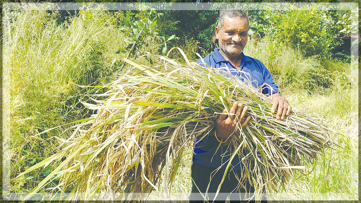 Manohar Sankalkar Upholds Traditional Paddy Harvesting Amidst Modern Mechanisation