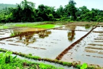 Manora-Raia chapel ropes in youth to cultivate fallow paddy field, sets precedent for churches