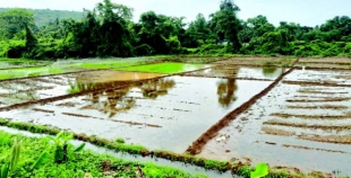 Manora-Raia chapel ropes in youth to cultivate fallow paddy field, sets precedent for churches