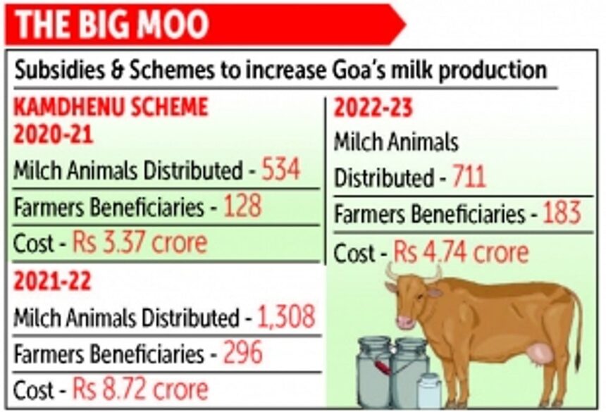 Many milch cows ‘distributed’ through schemes, but still no ‘white revolution’ in Goa 1 Many milch cows ‘distributed’ through schemes, but still no ‘white revolution’ in Goa