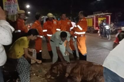 Mapusa Fire Brigade and Animal Rescuers Team Up to Save Cow Trapped in Drain