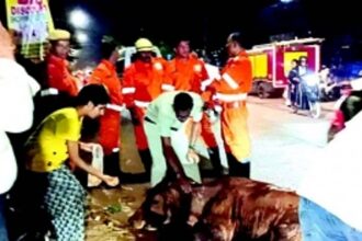 Mapusa Fire Brigade, animal rescuers  team up to save cow trapped in drain