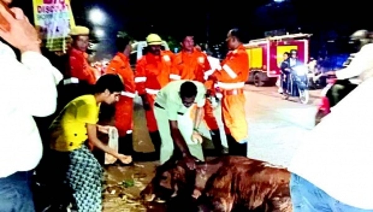 Mapusa Fire Brigade, animal rescuers  team up to save cow trapped in drain