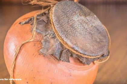 Mapusa Man Arrested with 47 Monitor Lizard Skins, 14 Ghumats in Forest Dept Raid