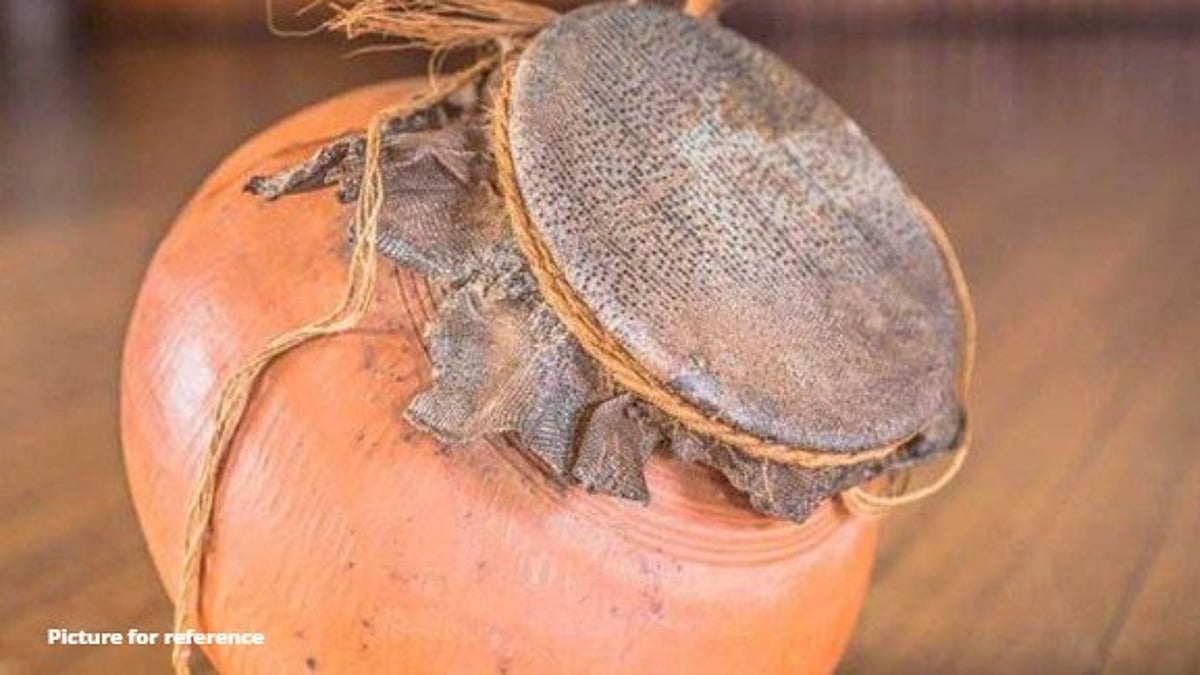Mapusa Man Arrested with 47 Monitor Lizard Skins, 14 Ghumats in Forest Dept Raid