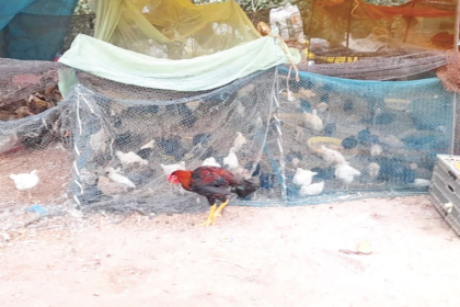 Mapusa Market Vendors Selling Uncertified Birds Raise Concerns Over Avian Influenza