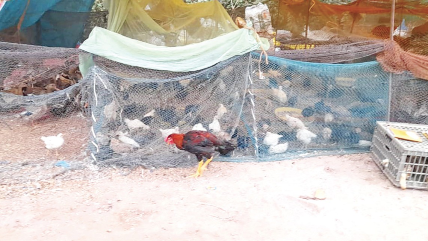 Mapusa Market Vendors Selling Uncertified Birds Raise Concerns Over Avian Influenza 1 Mapusa Market Vendors Selling Uncertified Birds Raise Concerns Over Avian Influenza