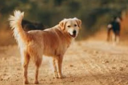 Mapusa Municipality Introduces Dog Tax and Mandatory Registration for Pet Owners