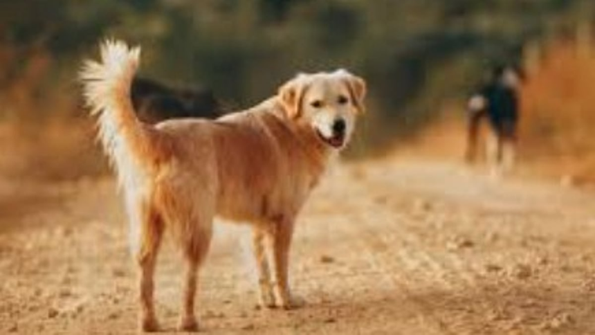 Mapusa Municipality Introduces Dog Tax and Mandatory Registration for Pet Owners 1 Mapusa Municipality Introduces Dog Tax and Mandatory Registration for Pet Owners