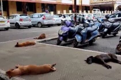 Mapusa residents demand action after a schoolgirl was injured while being chased by dogs