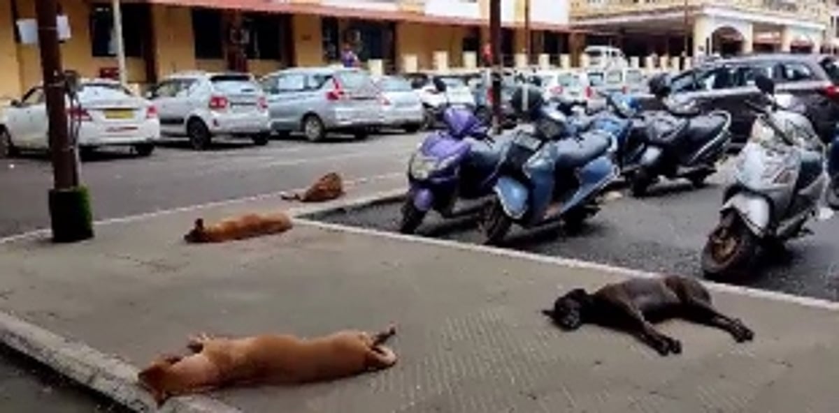 Mapusa residents demand action after a schoolgirl was injured while being chased by dogs