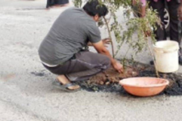 Mapusa shop owners plant  sapling in pothole