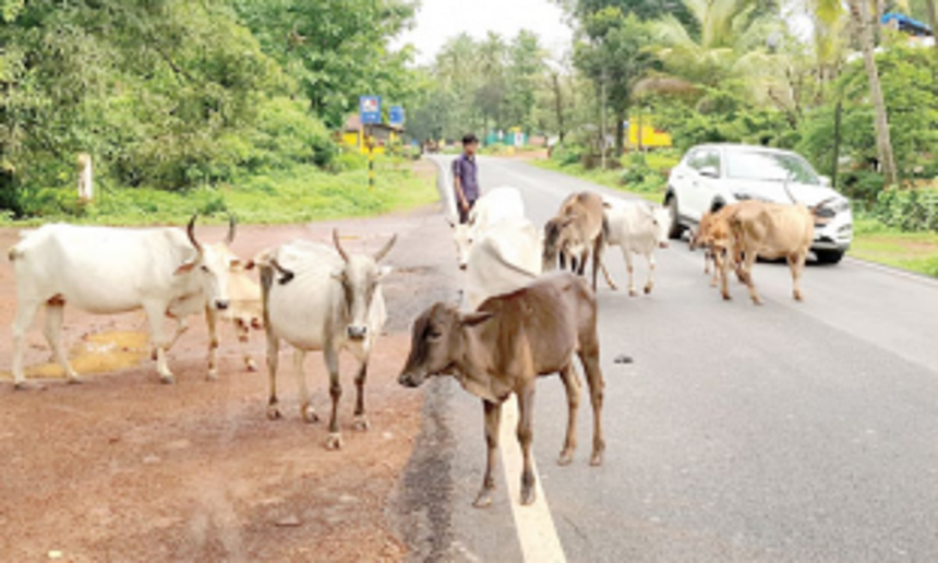 Marcel youth form group to treat stray cattle