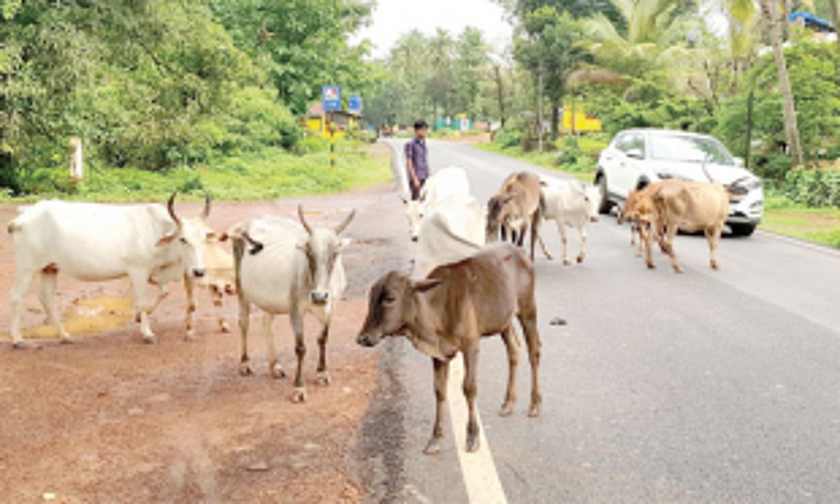 Marcel youth form group to treat stray cattle