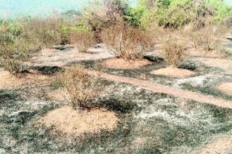 Mardol farmers allege arson as jasmine gardens go up in flames