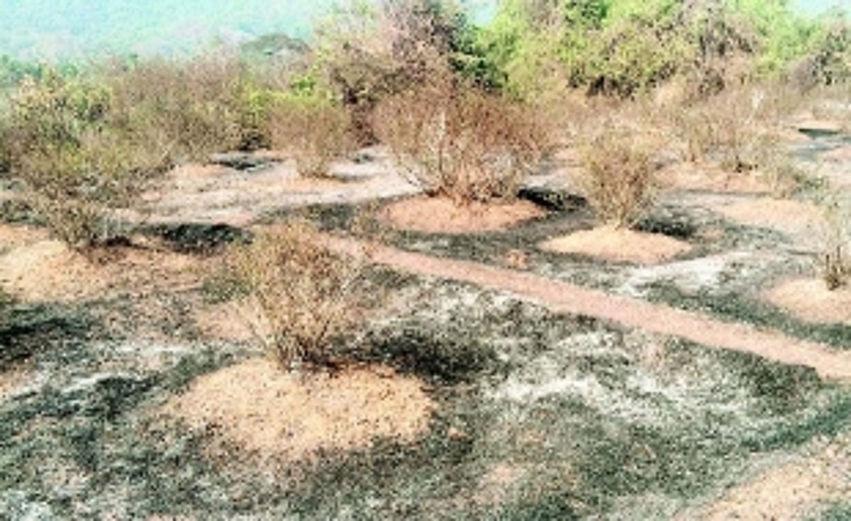 Mardol farmers allege arson as jasmine gardens go up in flames