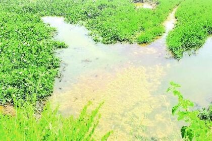 Margao Council targets residents for sewage pollution, builders escape accountability