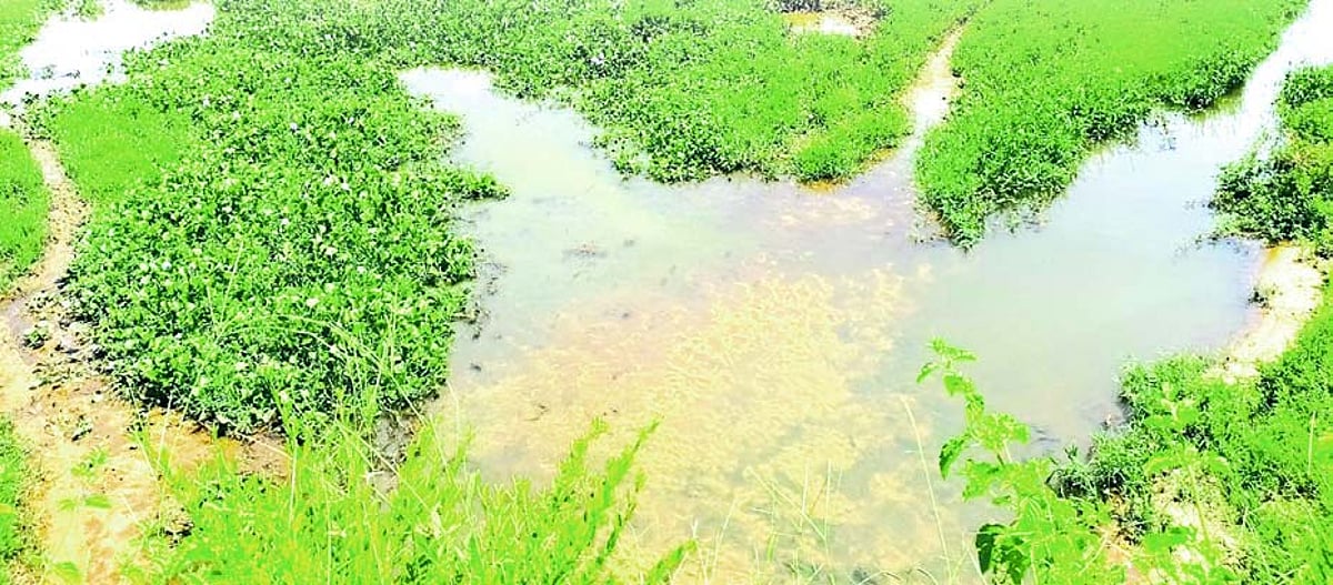 Margao Council targets residents for sewage pollution, builders escape accountability