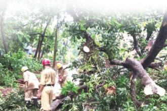 Margao Fire Services  attended 38 calls with trees falling across the taluka