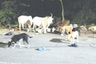 Margao Municipal Council faces legal action for ignoring stray cattle issue