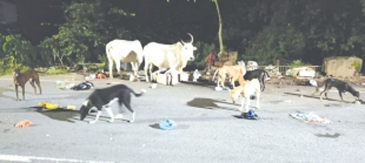 Margao Municipal Council faces legal action for ignoring stray cattle issue