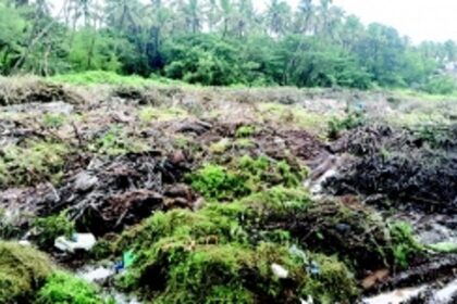 Margao civic body MMC faces uphill  task of disposing trimmed branches