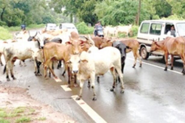 Margao civic body partners with Mayem NGO to impound stray cattle