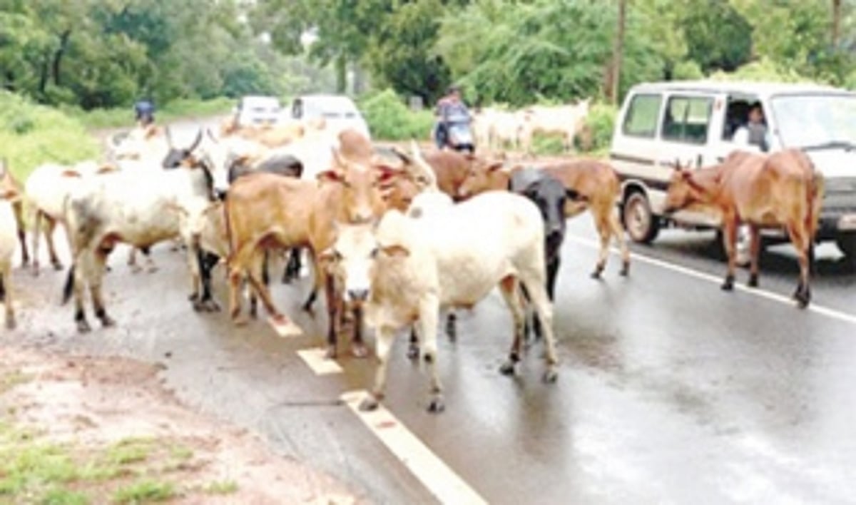 Margao civic body partners with Mayem NGO to impound stray cattle