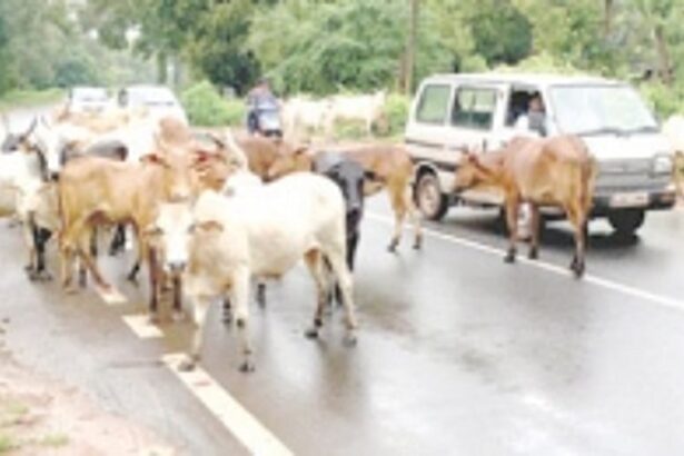 Margao civic body plans to outsource work to tackle stray cattle menace