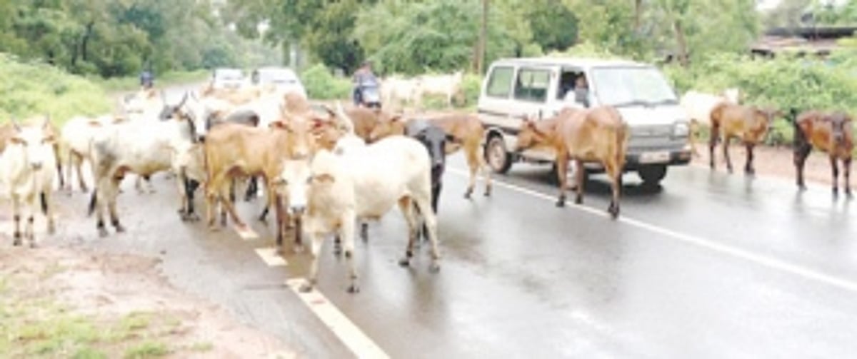 Margao civic body plans to outsource work to tackle stray cattle menace