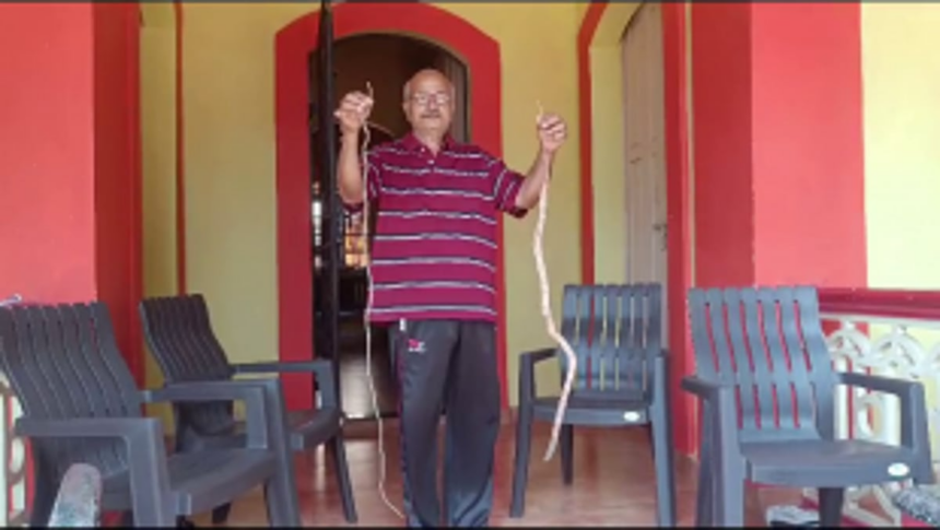 Margao resident sets record for growing the longest drumsticks 1 Margao resident sets record for growing the longest drumsticks