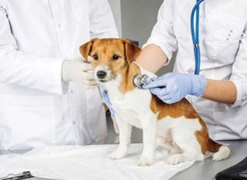 Margao’s veterinary hospital needs a revamp