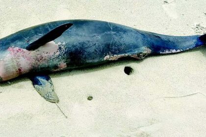 Marine wildlife continues to wash up dead on South Goa beaches
