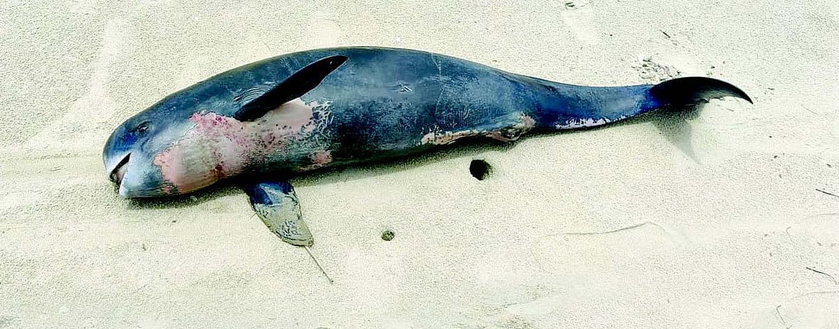 Marine wildlife continues to wash up dead on South Goa beaches