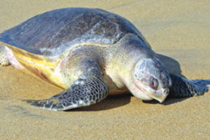 Mashem local rescues sea turtle