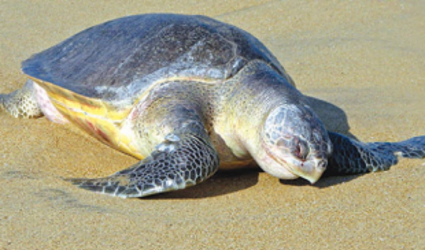 Mashem local rescues sea turtle