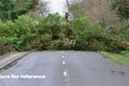 Massive Banyan Tree Falls in Kasarvarne, Blocks Road and Damages Vehicle
