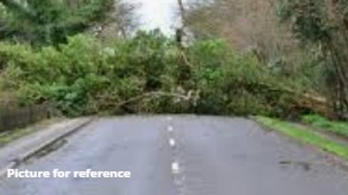 Massive Banyan Tree Falls in Kasarvarne, Blocks Road and Damages Vehicle