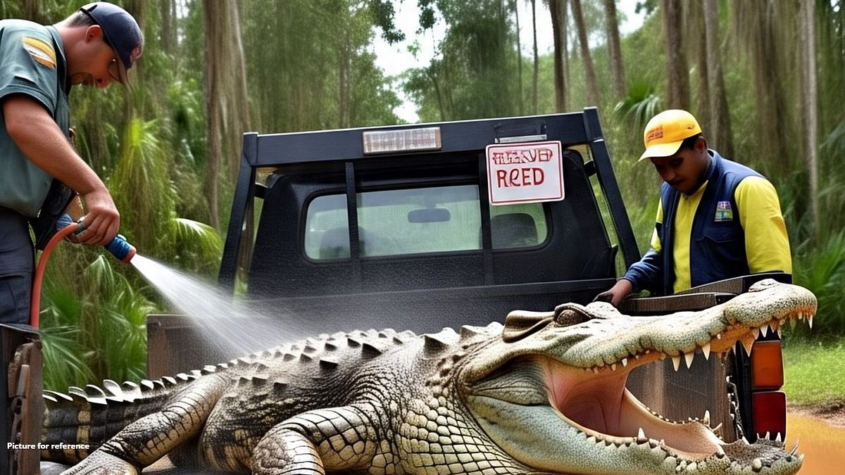 Massive Crocodile Rescued from Residential Area in Coelho Vaddo, Brittona