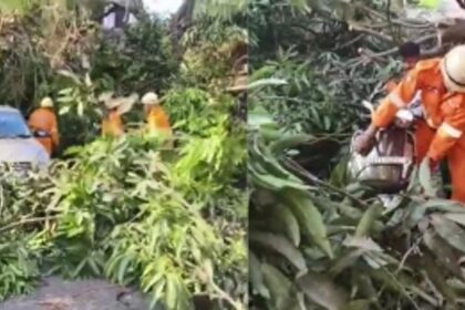 Massive Mango Tree Collapse Causes Havoc in Mamlatdar Mapusa, total 10 vehicles damaged
