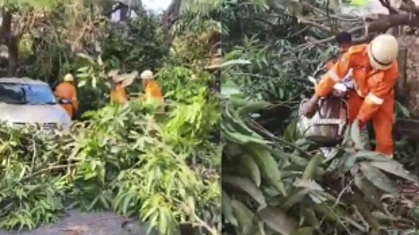 Massive Mango Tree Collapse Causes Havoc in Mamlatdar Mapusa, total 10 vehicles damaged 1 Massive Mango Tree Collapse Causes Havoc in Mamlatdar Mapusa, total 10 vehicles damaged