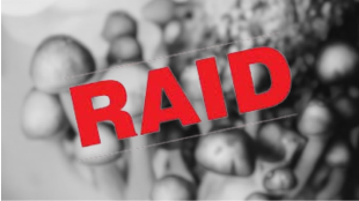 Massive Narcotic Raid in Arambol Uncovers Magic Mushroom Plantation, Russian National Arrested with Drugs Worth Rs. 1.70 Crores