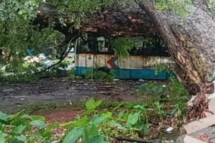 Massive Tree Falls on Scrap Buses at Margao KTC Depot; Four Buses Damaged