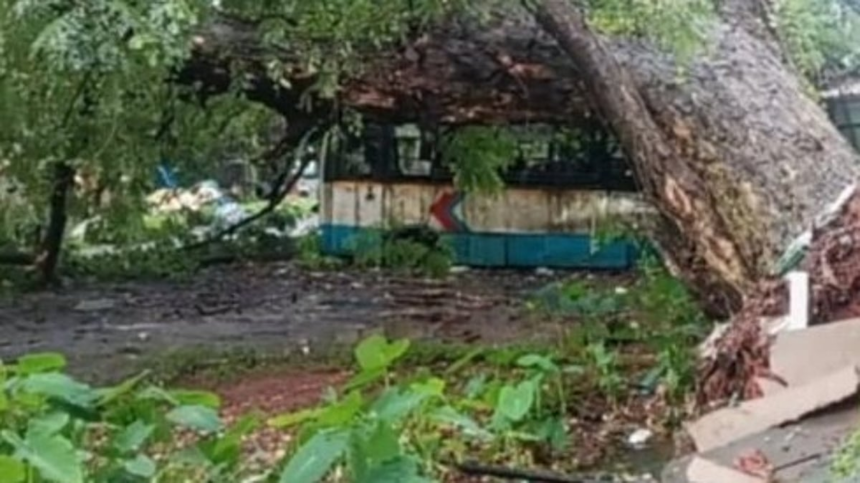 Massive Tree Falls on Scrap Buses at Margao KTC Depot; Four Buses Damaged 1 Massive Tree Falls on Scrap Buses at Margao KTC Depot; Four Buses Damaged