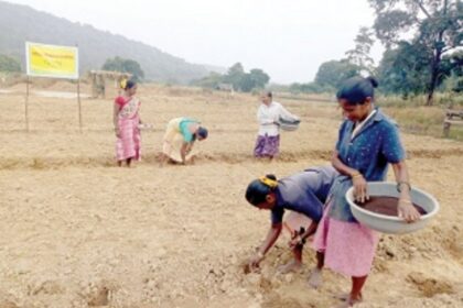 Mauxi women cultivate fallow land; plant watermelon