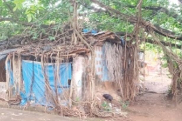 Mauxikar family lives in fear of  overgrown banyan tree